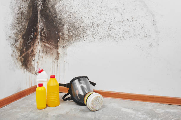 Best Fast Mold Removal  in Marshall, WI