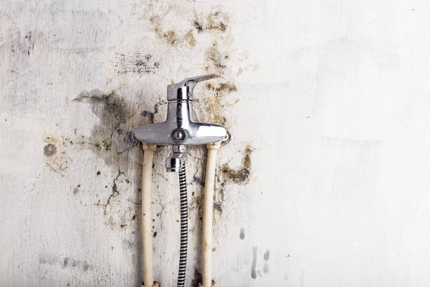 Best Office Mold Removal Services  in Marshall, WI