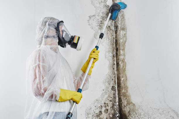 Crawl Space Mold Removal in Marshall, WI