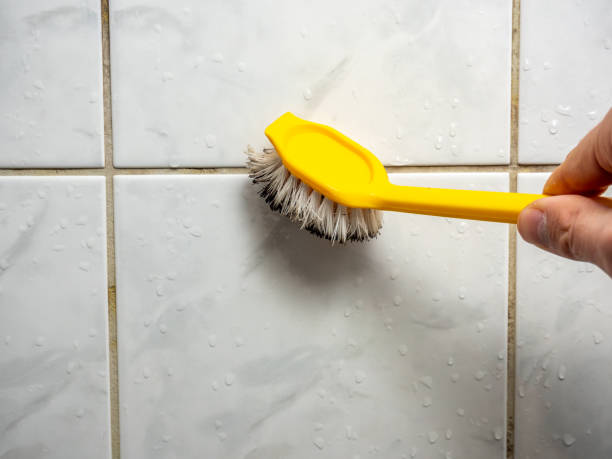 Best Toxic Mold Removal  in Marshall, WI