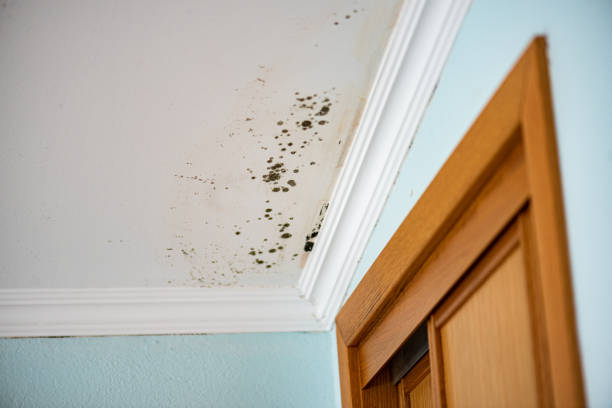 Best Mold Cleaning Services  in Marshall, WI