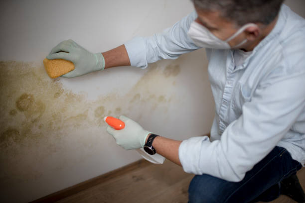 Best Home Mold Removal  in Marshall, WI