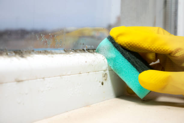Mold Testing and Removal in Marshall, WI