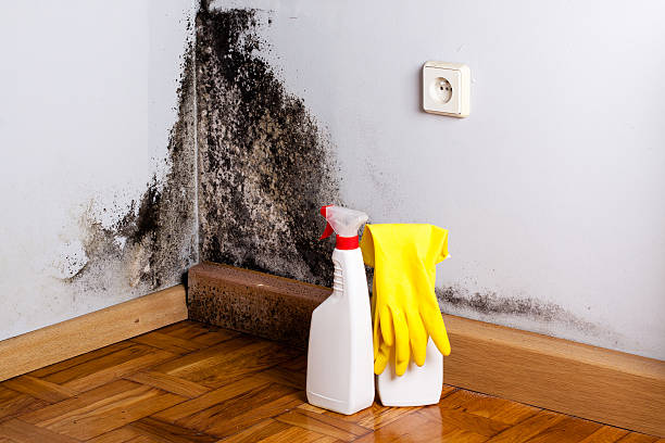 Best Commercial Mold Removal  in Marshall, WI