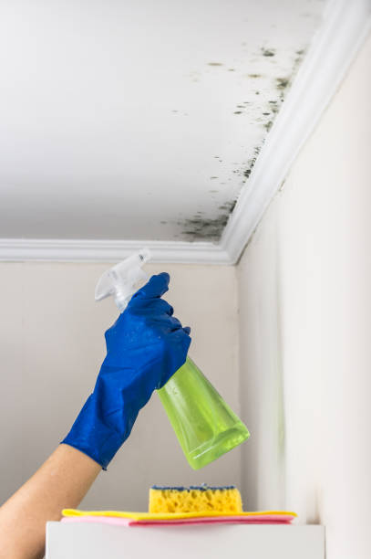 Best Water Damage Restoration  in Marshall, WI
