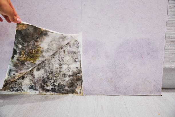  Marshall, WI Mold Removal Pros